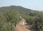 【丰收之歌】芙塘村：油茶结满“幸福果”