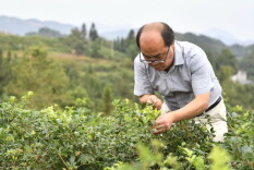 科创湖南之星|邓武成：莓茶“救火队”，产业“定心石”