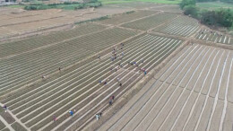 江华：抢抓农时忙秋种 “菜篮子”供应有保障