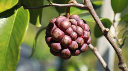 江华：返乡小伙种植“黑老虎”首获丰收