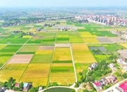 喜迎二十大•看安仁巨变丨④ 农业强 农民富 农村美