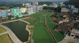 江华：蔬菜迎丰收 村民采收忙