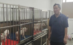 长沙院士“一桌菜”④丨“养猪院士”印遇龙：让老百姓吃到好吃又安全营养的猪肉