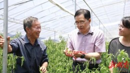 长沙院士“一桌菜”②丨“小辣椒”改变大世界——访中国工程院院士、蔬菜育种专家邹学校
