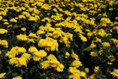 组图丨凤凰：金丝皇菊迎来丰收 村民花香里采摘忙