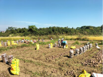 江华：乡村振兴 “薯”你最行