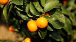 江华：金秋砂糖桔丰收 客商果园直接收购