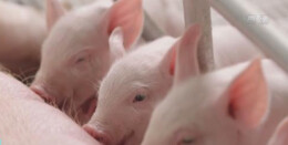 猪肉价格，为何涨了？接下来怎么走？农业农村部最新回应