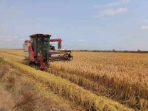 耐盐优质水稻盐黄香粳完成实收测产：亩产505.1公斤