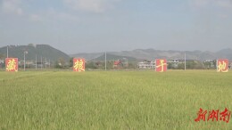 贯彻落实党的二十大精神丨安仁：干群同心聚力 夯实粮食安全根基