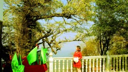 散文丨天桥山上的古树