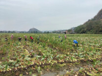 江华大路铺镇：“芋”见美好生活，助力乡村振兴