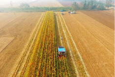 秋粮丰收又一年 全国秋粮已收获12.37亿亩