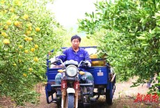 经开区西塘镇：“柚”迎丰收季 果农采摘忙