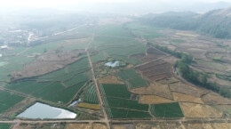 江华千亩甜菜苔喜迎丰收 村民“摘”出好日子