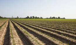 央媒聚焦新湖南丨闲田增效益 农田“绿过冬”