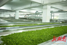 历尽天华成此景，踔厉奋发启新程——湖南省科学技术厅驻湘西土家族苗族自治州吉首市马颈坳镇榔木村帮扶纪实