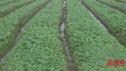 安仁：27万亩油菜移栽进入尾声