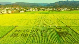 算的是政治账——安仁县落实粮食安全责任制系列报道之农田标准化篇