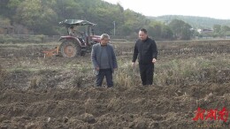 “冬休”变“冬忙”！华王乡烤烟种植备耕忙