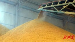 安仁：农产品订单稳销售旺