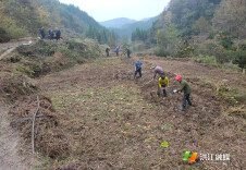 洪江市雪峰镇：开荒复垦促振兴 让撂荒地“活起来”