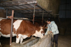 江华涛圩镇：巧念“养牛经”  踏上致富路