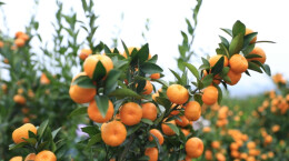 江华：南丰蜜橘挂满枝 采摘正当时