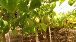 郴州嘉禾：政协联动助推罗汉果成为“致富果”