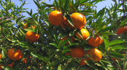 江华：瑶山窝里种柑橘 溜索传出甜生活