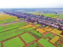 稳基础、扬特长、补短板—— 湖南加快产业振兴促进农民持续增收