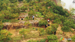 洪江市：“粑粑柑”抢鲜上市 新品种创新成效明显