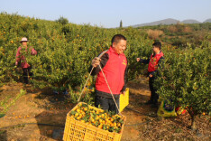 江华涛圩镇：蜜桔压枝果飘香 果农增收笑开颜
