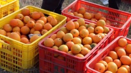 郴州嘉禾曲龙村：脐橙丰收好光景