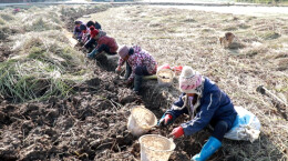 江华：马蹄迎丰收 农户采挖忙