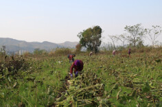 江华涛圩镇：香芋丰收助增收