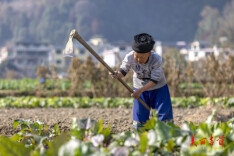 湘西吉首：冬至时节农事忙