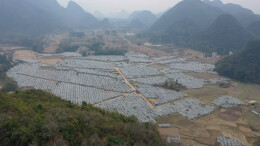 江华：砂糖橘提前分批采摘规避低温天气可能带来的损失