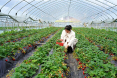 珠泉镇：蔬果飘香谷满仓 文旅奏响振兴曲