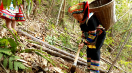 江华：冬笋采挖销售忙