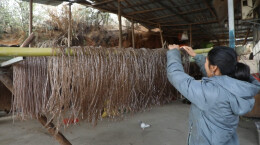 双牌县泷泊镇：赶制红薯粉 备足年货迎新春