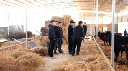 广东省湖南江华商会回家乡考察现代畜牧业