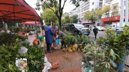 新年加油干 | 双牌：早春市场人气旺 花卉果木购销忙