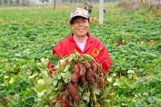 托塘村：生财有“薯” 甜蜜致富