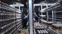 江华：人勤春来早 菌包生产忙