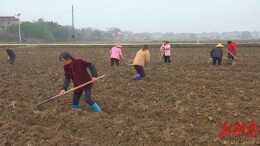 竹山乡：烟苗移栽正当时，技术指导到田间