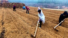 春耕正当时丨泸溪县小章乡：烟叶生产赶时翻耕起垄 高标准推进起步开好局