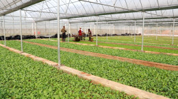 江华：烤烟二段育苗忙