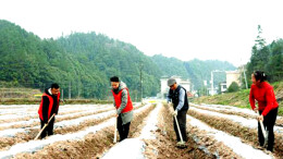 泸溪县合水镇：党建引领“春耕百景图”增色