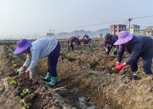 江华涛圩镇：春耕好时节，烟叶移栽忙